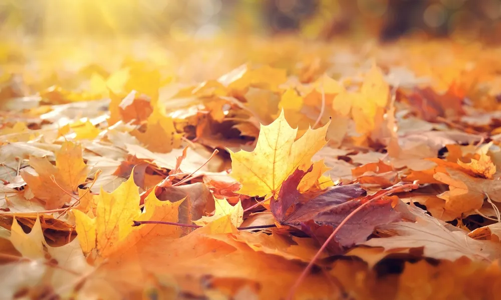 Leaf Management 
