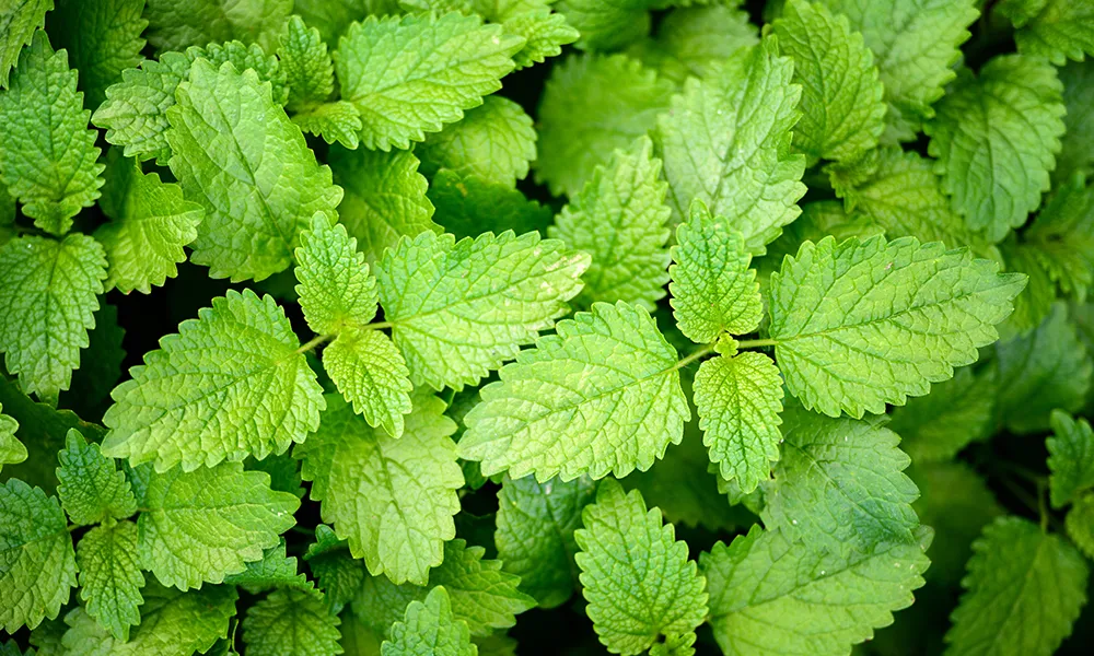 Lemon Balm