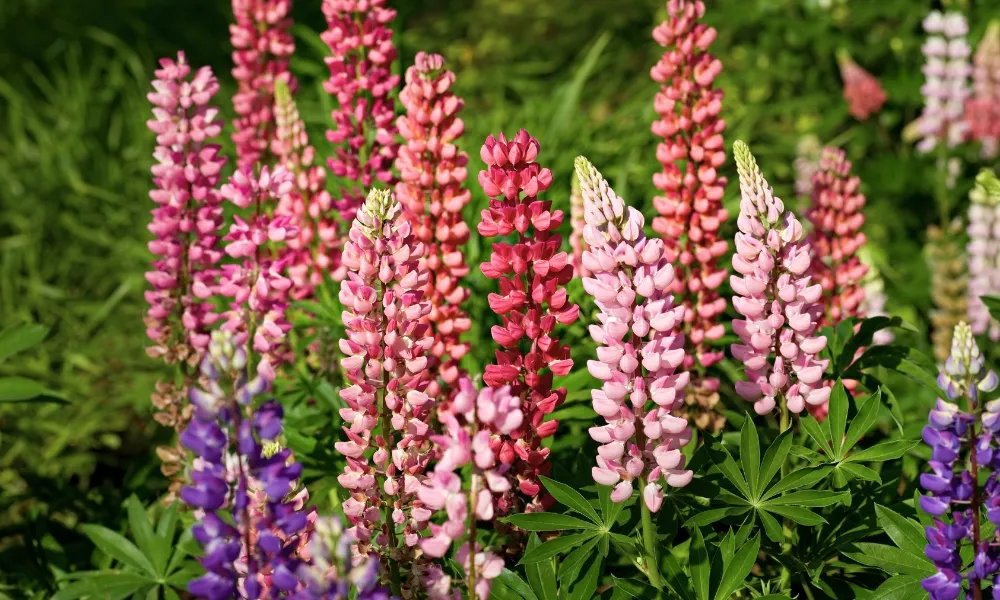 Lupins