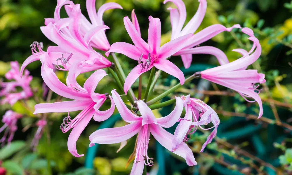 Nerines