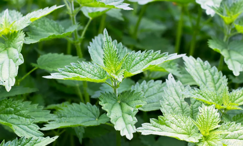 Stinging Nettles (Urtica dioica) 