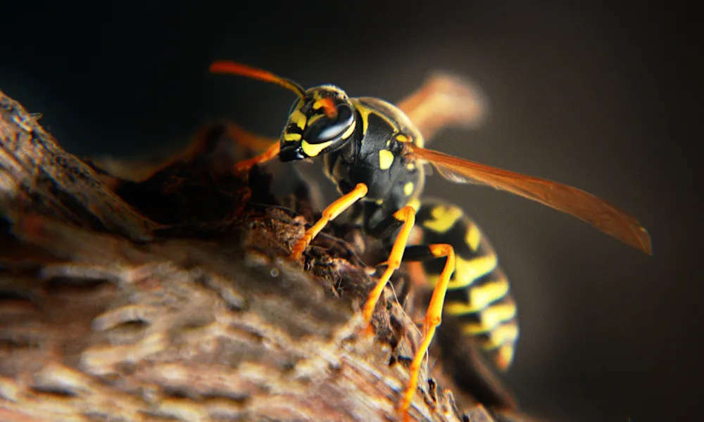 Invasive Pest Watch- Asian Hornet invasion