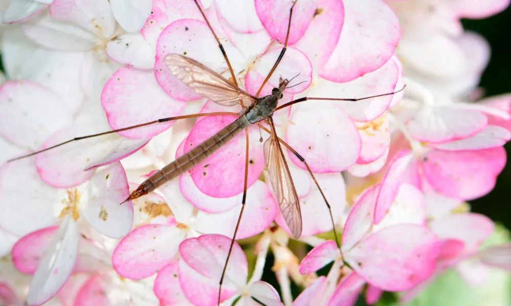Pest Watch- Leatherjackets