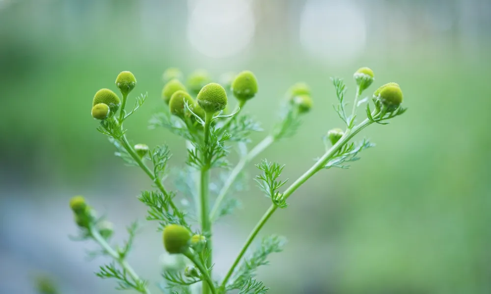 Pineapple Weed (Matricaria discoidea)