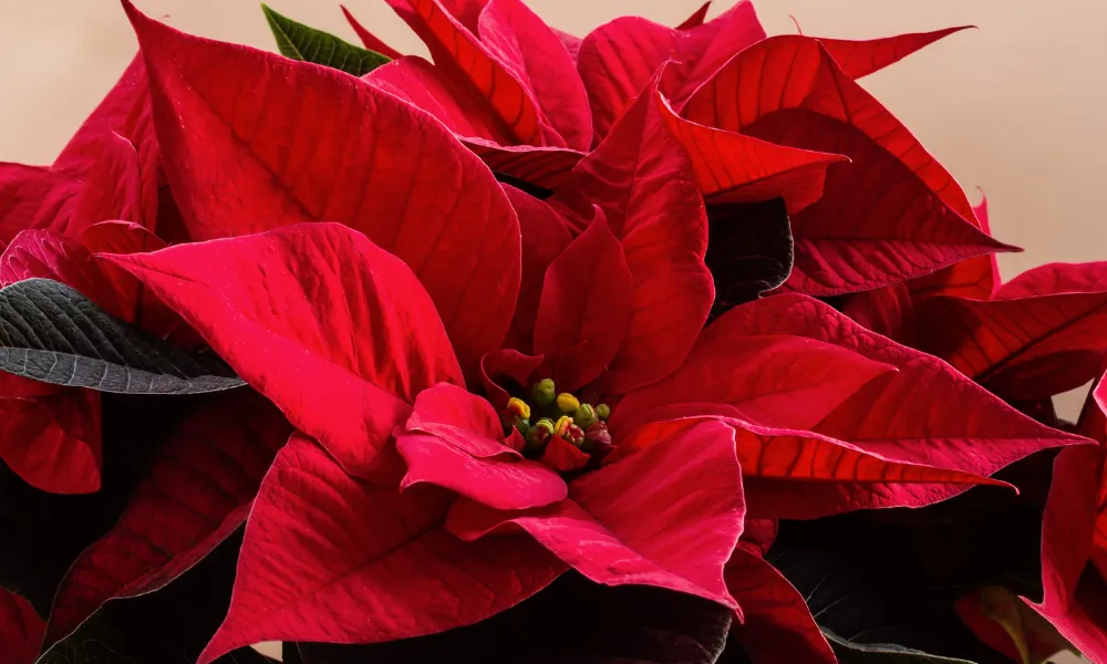  Poinsettia Care: How to Keep a Poinsettia Alive