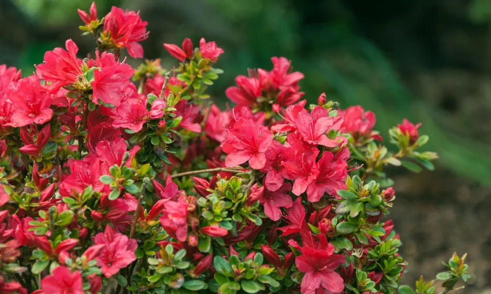 Rhododendron