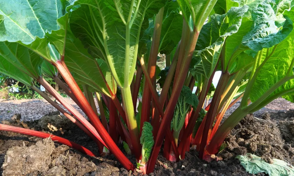 Rhubarb
