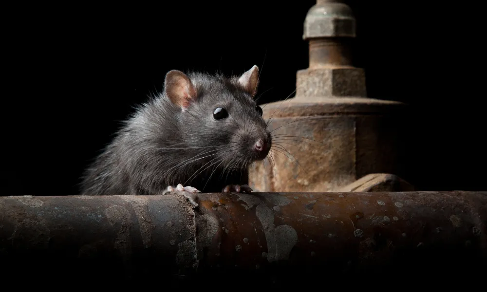 Pest Management: Rodent Control