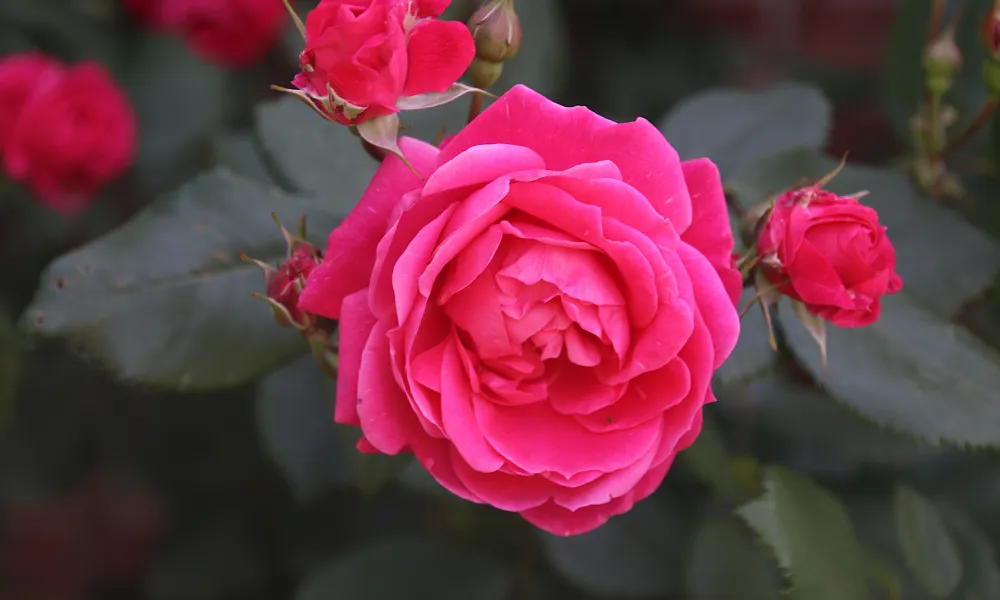 Rose Care and Common Problems