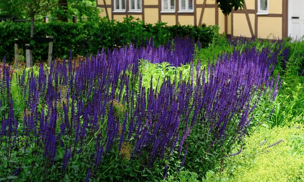 September Perennial Planting