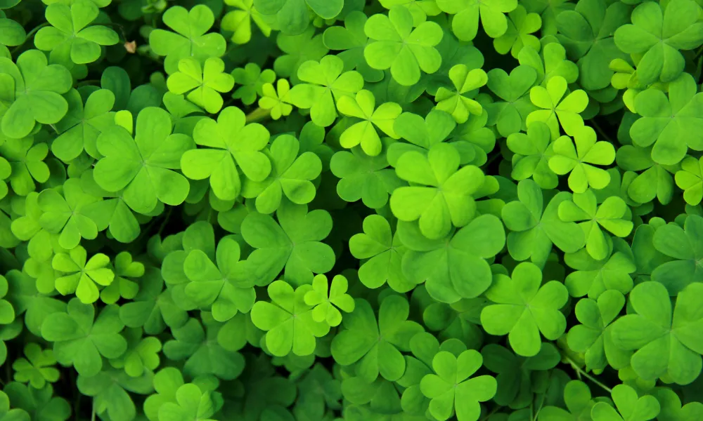 Seamróg (Shamrock)🍀