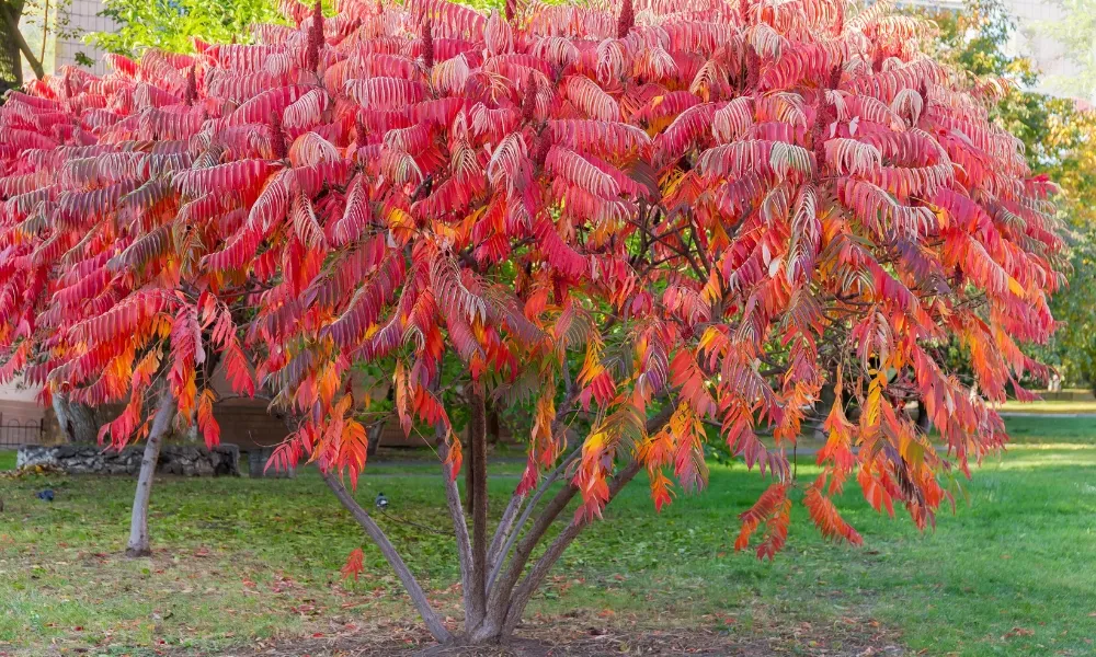 Staghorn Sumac (Rhus typhina) 