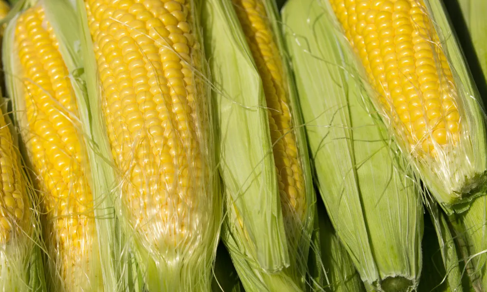 Growing Your Own Sweetcorn 🌽