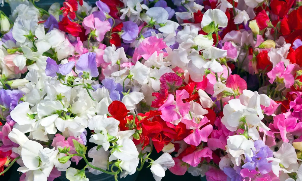 Sowing Sweet Pea (Lathyrus oderatus)  