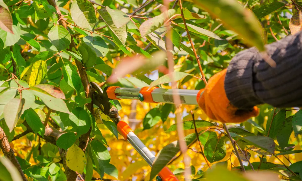 Winter Fruit Tree Care - Pruning 🍏