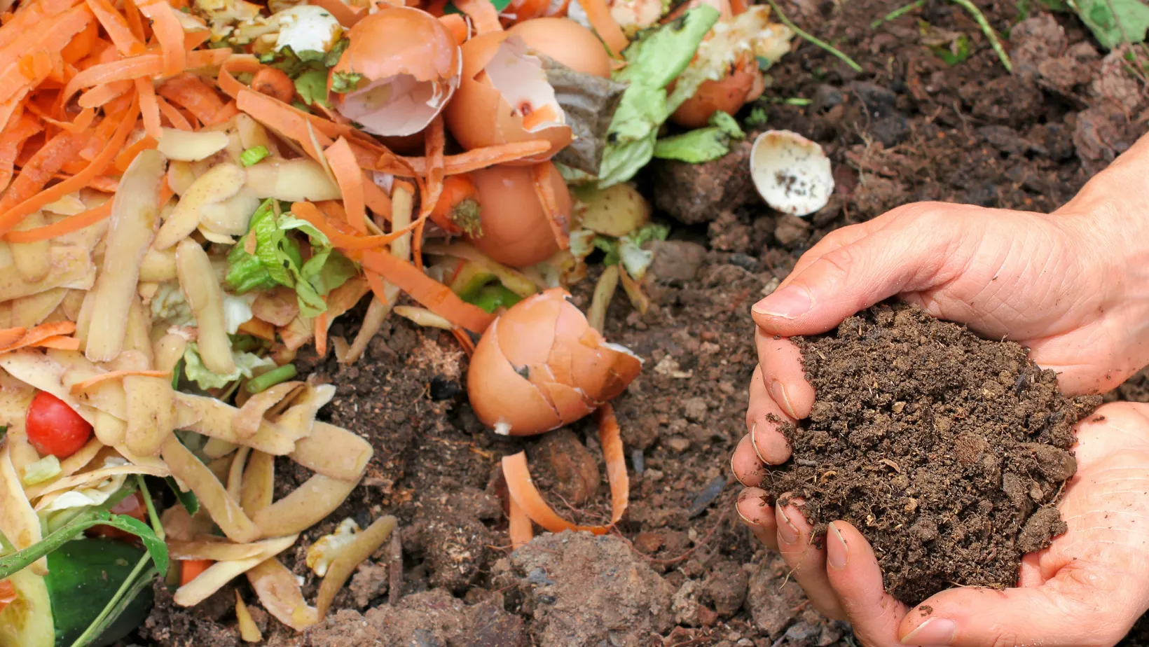 Composting for beginners