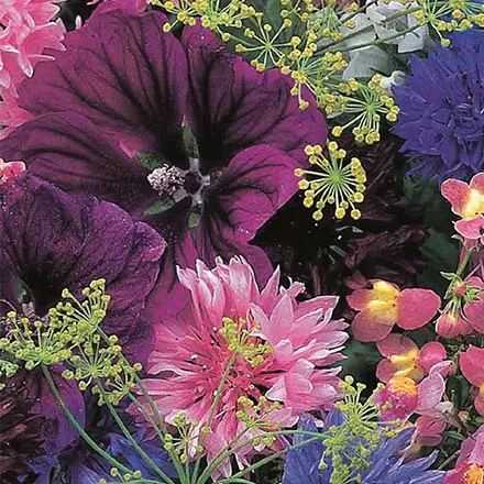 Unwins Nature's Haven Cottage Garden Choice Mixture Seeds